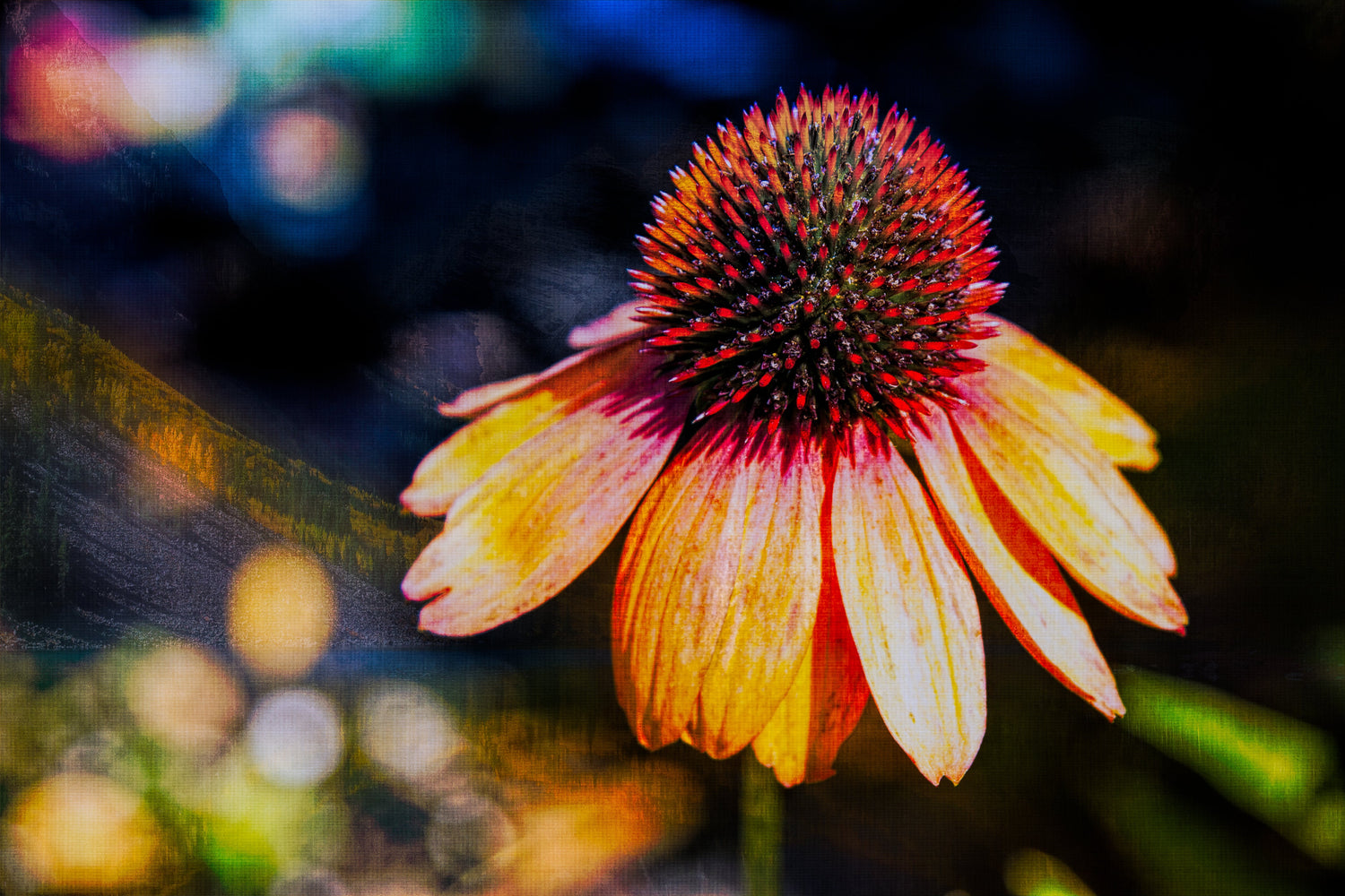 Shop Fine Art Prints of my Vibrant Floral Photography