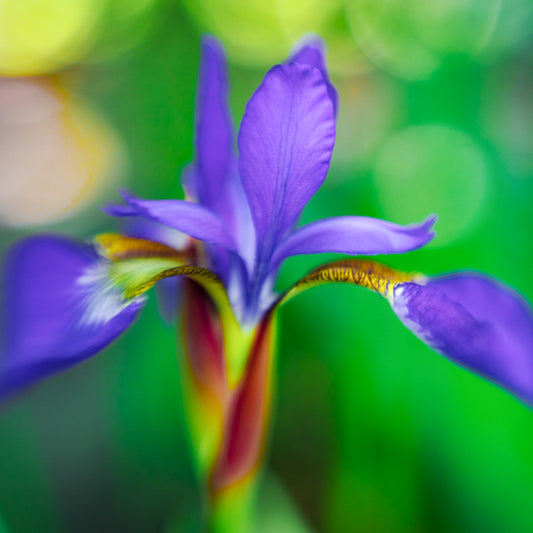 Blue Iris Fine Art Print