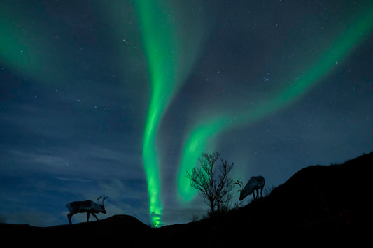 Northern Lights - Reindeer -  Fine Art Print