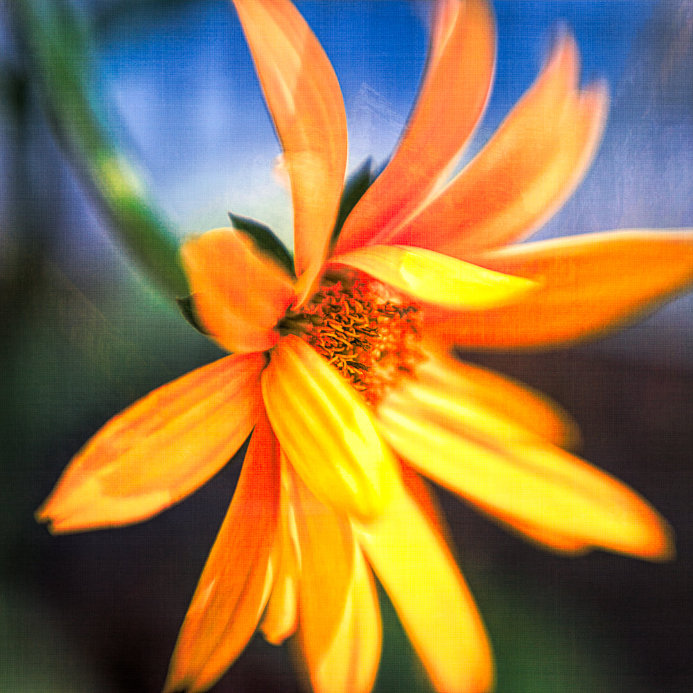 Yellow Daisy Fine Art Print