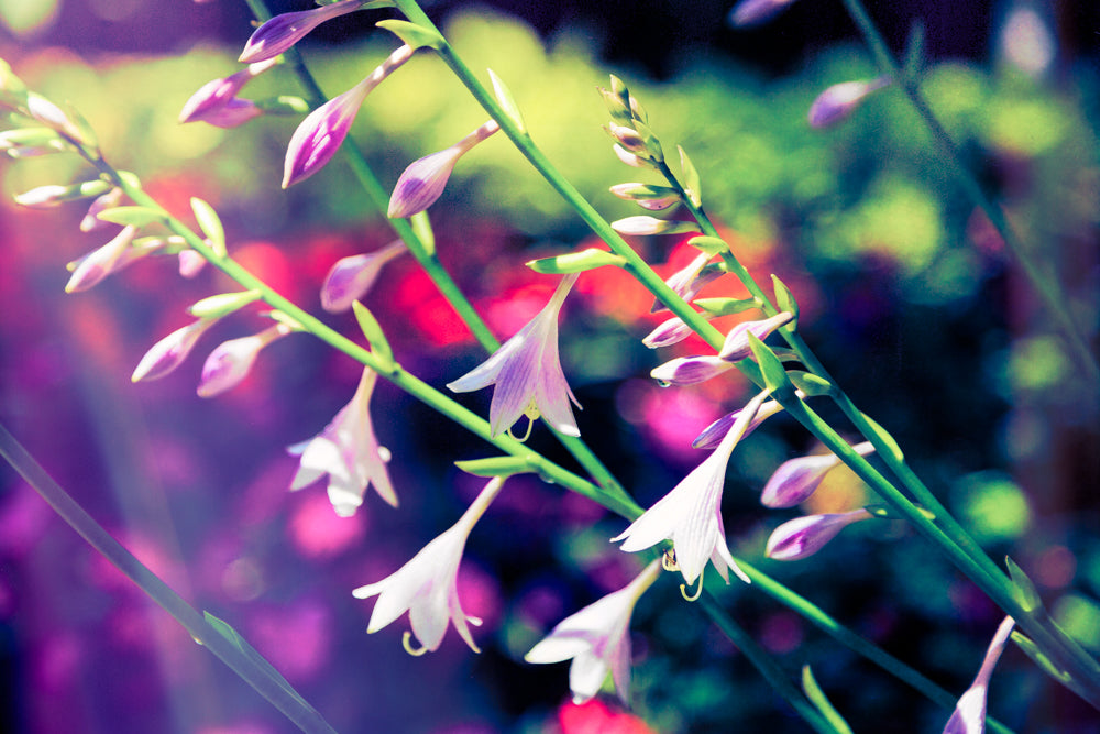 Purple Blossoms Fine Art Print