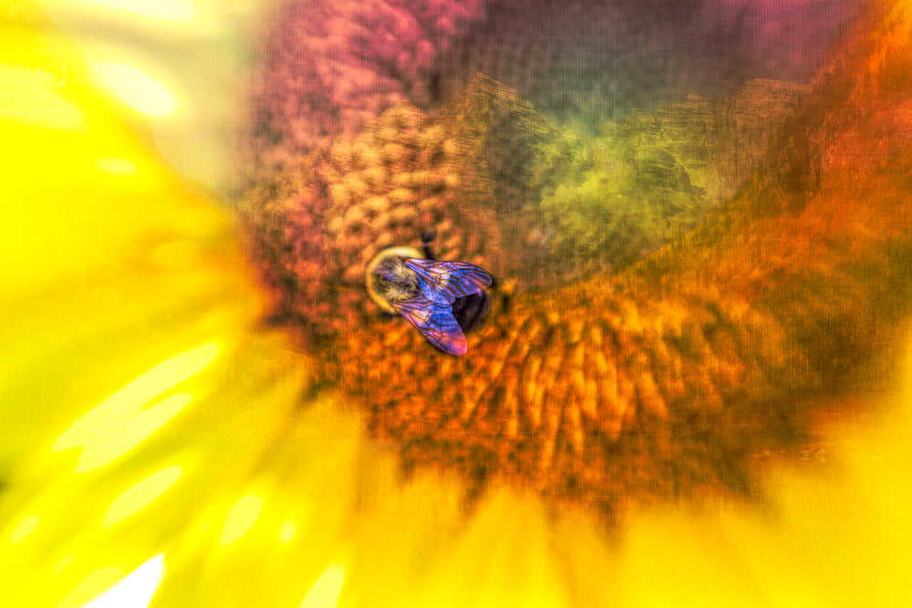 Sunflower with Bumblebee Fine Art Print