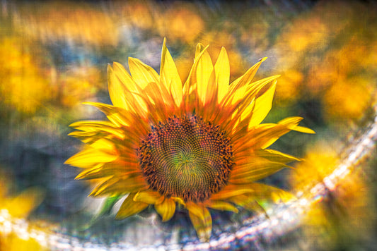 Sunflower with Lens Flare Fine Art Print