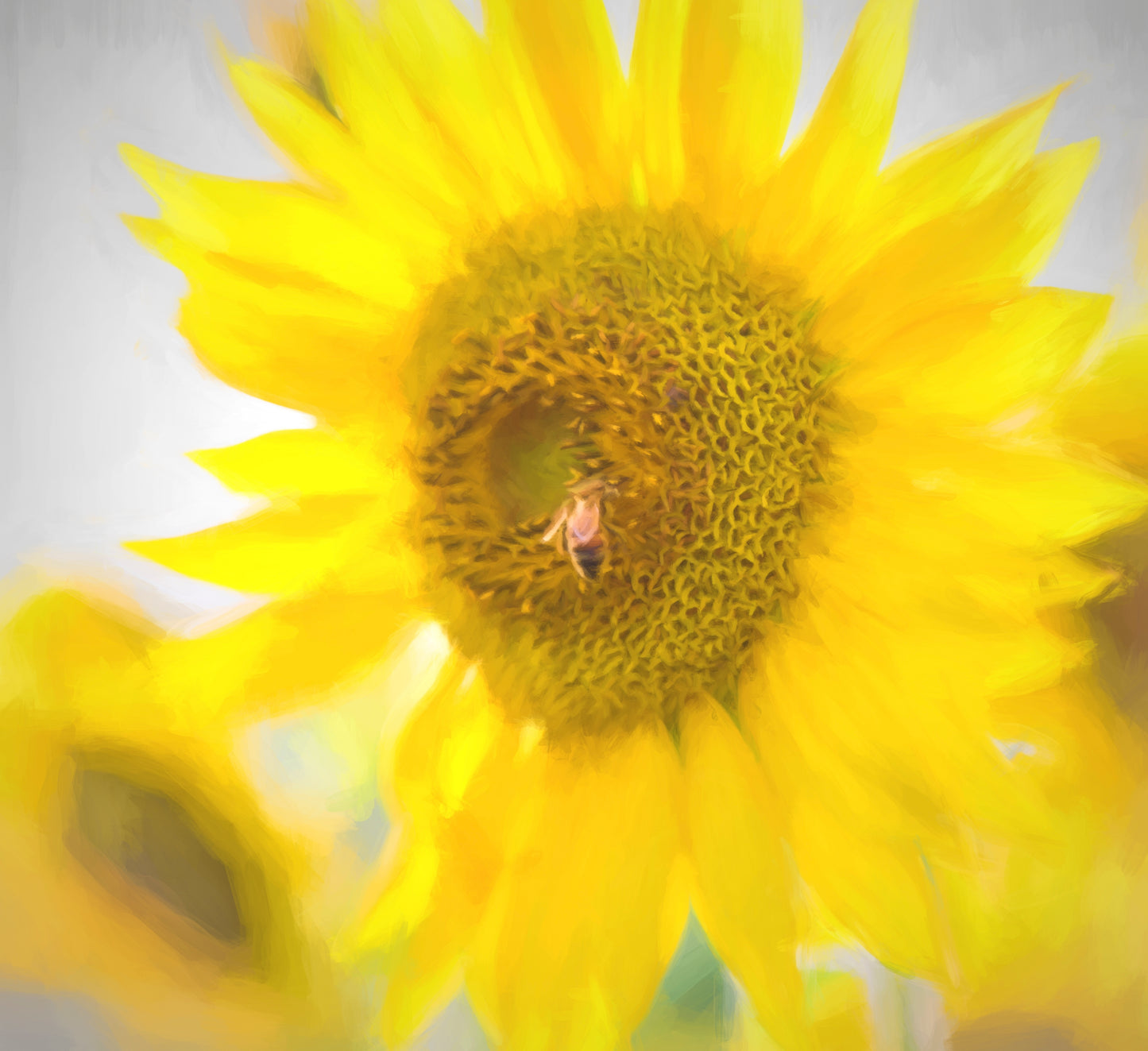 Sunflower with Bee Fine Art Print