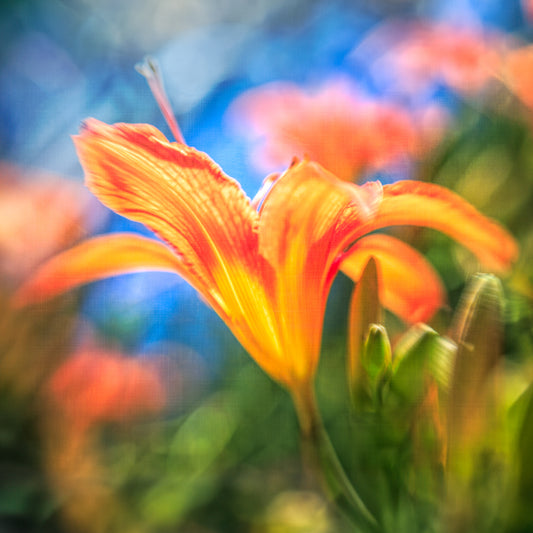 Orange Daylily Flower Fine Art Print