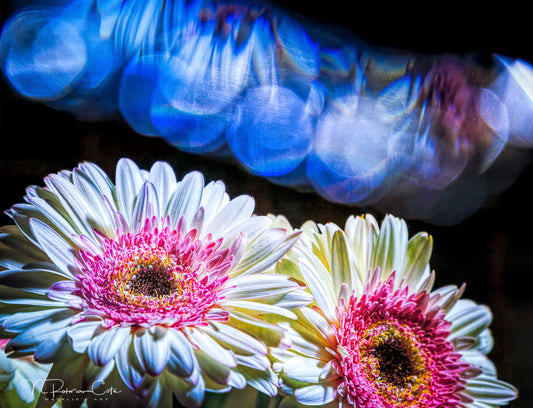 Two Yellow Gerberas Fine Art Print