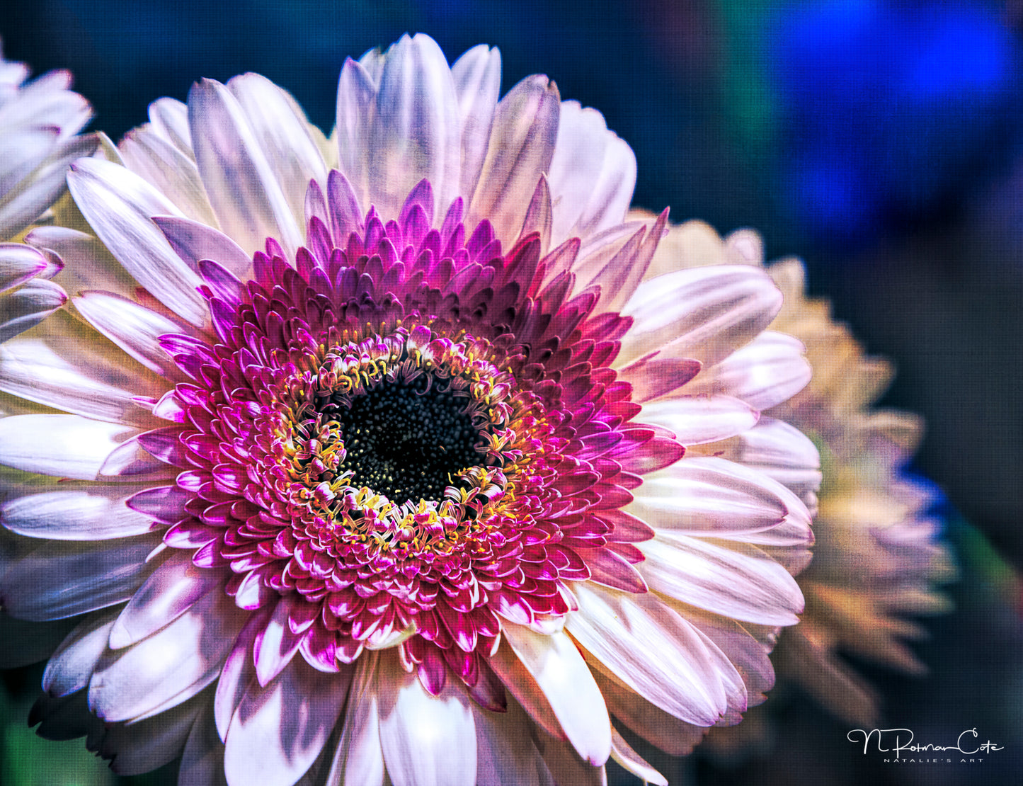 Pink Gerbera Fine Art Print