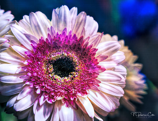 Pink Gerbera Fine Art Print