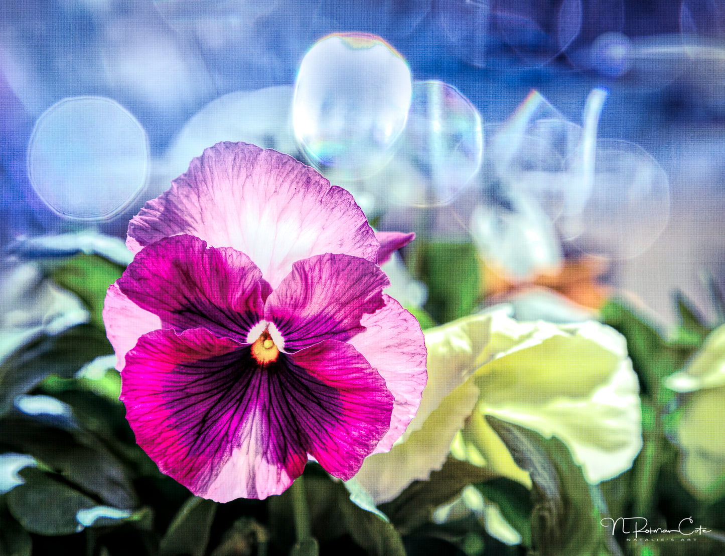 Pansy Fine Art Print